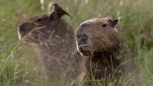 Video post by @bbcearth on YouTube