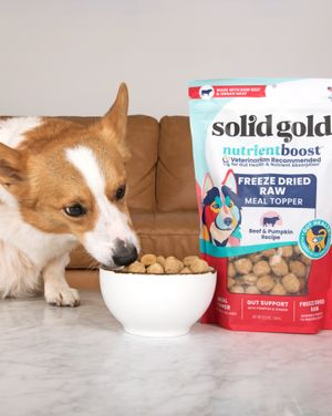 Image post by @solidgoldpets on Instagram