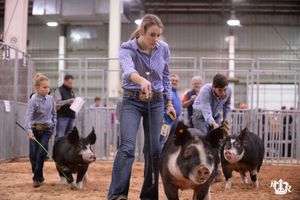 Image post by @AmericanRoyalLivestock on Facebook
