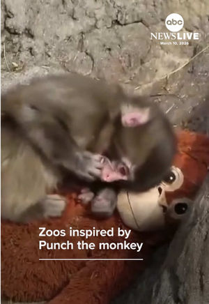 Video post by @abcnewslive on TikTok