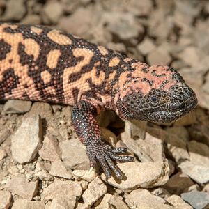Image post by @sandiegozoo on Instagram