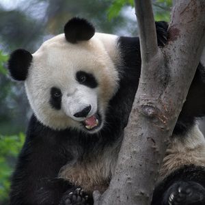 Image post by @sandiegozoo on Instagram