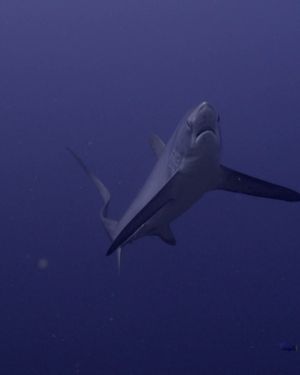Image post by @discovery on Instagram