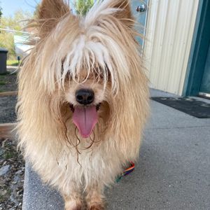 Image post by @whitmanpets on Instagram