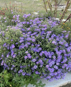 Image post by @ahs_gardening on Instagram