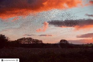 Image post by @rspb on Instagram