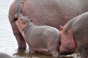 Image post by @AnimalPlanet on Twitter