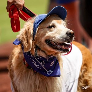 Image post by @dodgers on Instagram