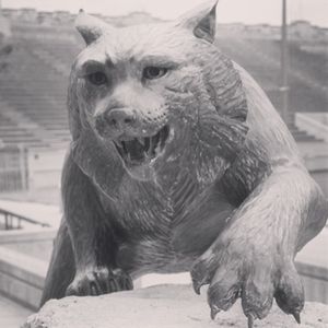 Image post by @kansasstateuniversity on Instagram