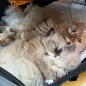 Image post by @brunrik.and.pyrene.ragdolls on Instagram