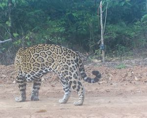 Image post by @sandiegozoo on Instagram