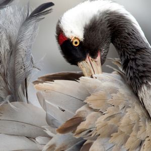 Image post by @rspb on Instagram
