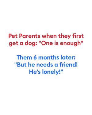 Image post by @petsmart on Instagram