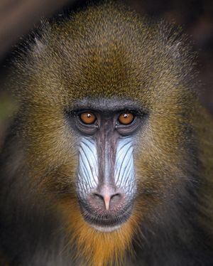 Image post by @sandiegozoo on Instagram