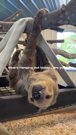 Video post by @gulfbreezezoo on Instagram