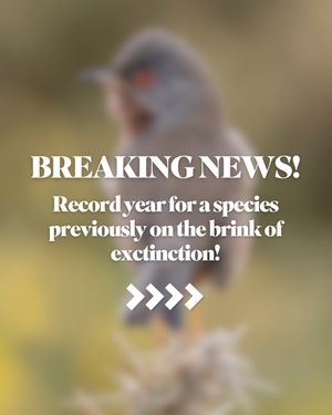Image post by @rspb on Instagram