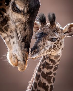 Image post by @sandiegozoo on Instagram