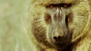 Video post by @bbcearth on YouTube