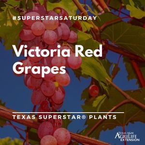 Image post by @txextension on Instagram