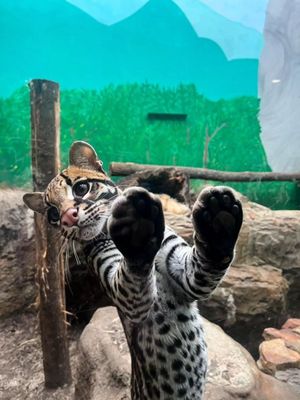 Image post by @bhamzoo on Instagram