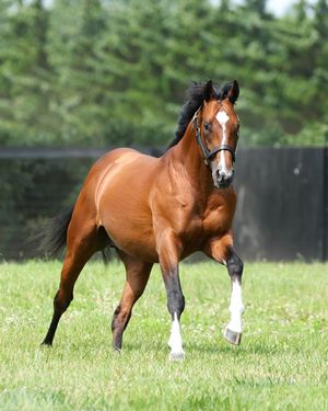 Image post by @juddmonte on Instagram