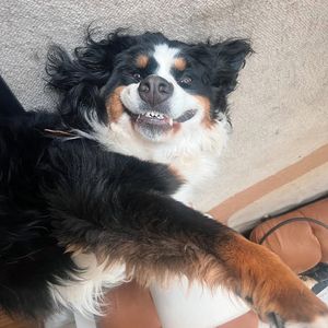 Image post by @Pie the Bernese Mountain Dog on Facebook