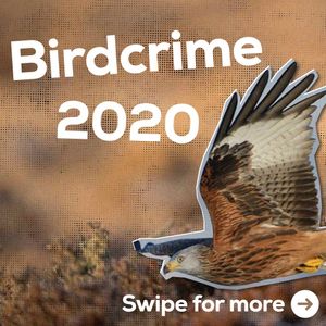 Image post by @rspb on Instagram