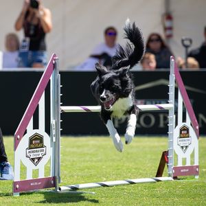 Image post by @purina on Instagram