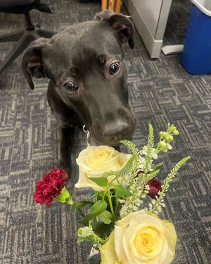 Image post by @mn-wild-pup on Facebook