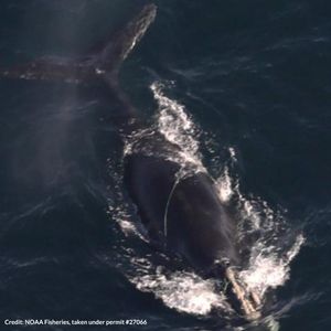 Image post by @oceana on Instagram