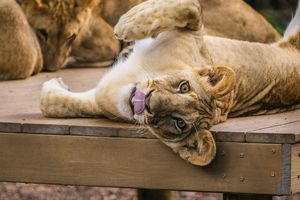 Image post by @gulfbreezezoo on Instagram