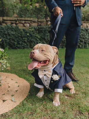 Image post by @zion.pocketbully on Instagram
