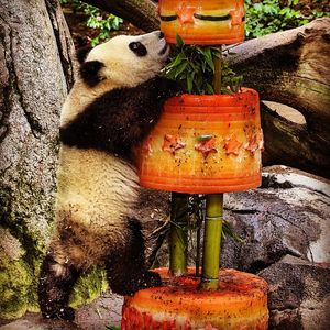 Image post by @sandiegozoo on Instagram
