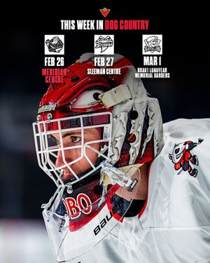 Image post by @ohlicedogs on Instagram