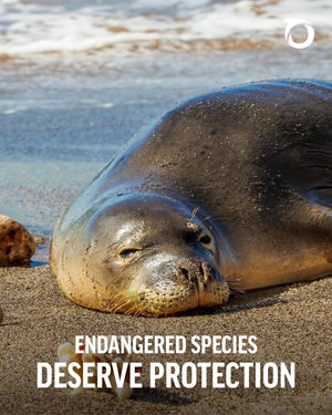 Image post by @oceana on Instagram
