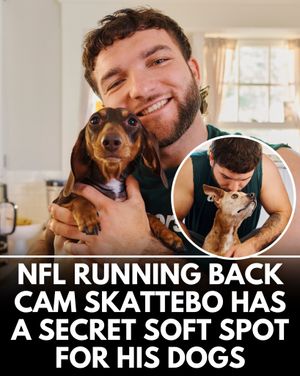 Image post by @weratedogs on Instagram
