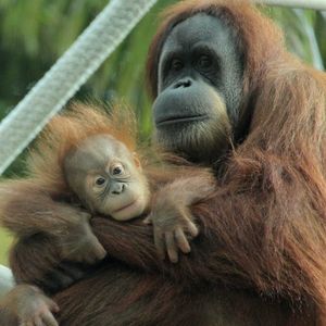 Image post by @sandiegozoo on Instagram