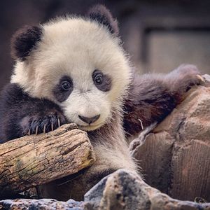 Image post by @sandiegozoo on Instagram