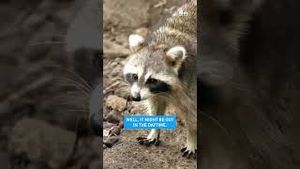 Video post by @nbcnewyork on YouTube