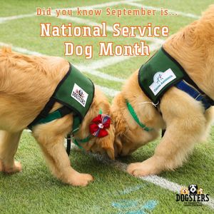 Image post by @dogstersicecream on Instagram