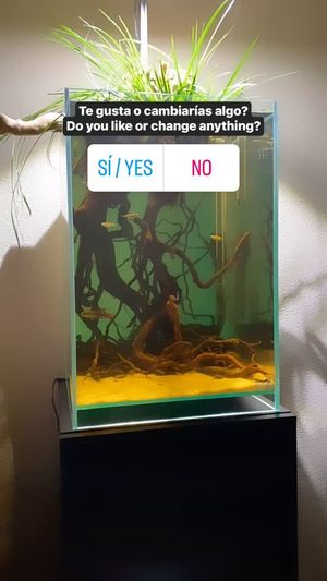 Video post by @aqualupi on Instagram