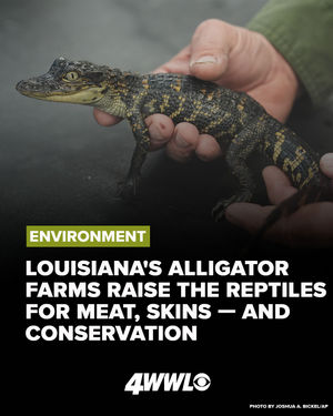 Image post by @wwltv on Instagram