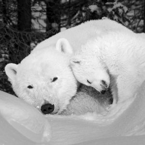 Image post by @paulnicklen on Instagram