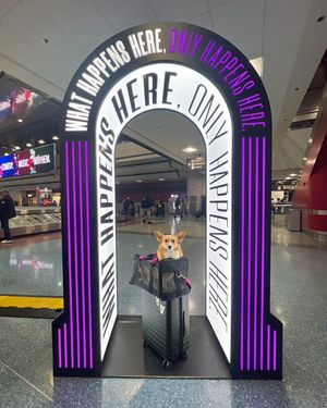 Image post by @ziggy_thecorg on Instagram