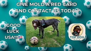 Image post by @topdogmold on Instagram