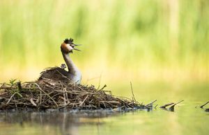 Image post by @rspb on Instagram