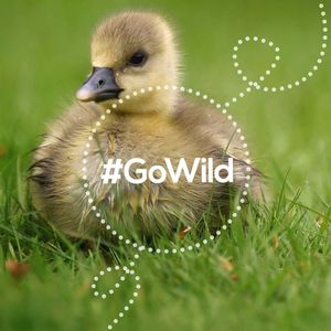 Image post by @rspb on Instagram