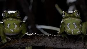 Video post by @bbcearth on YouTube