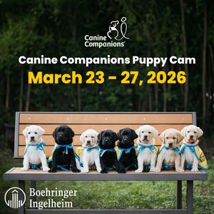 Image post by @canineorg on Instagram