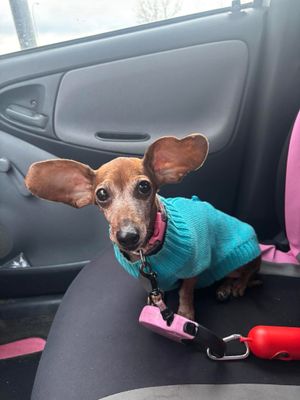 Image post by @weratedogs on Instagram